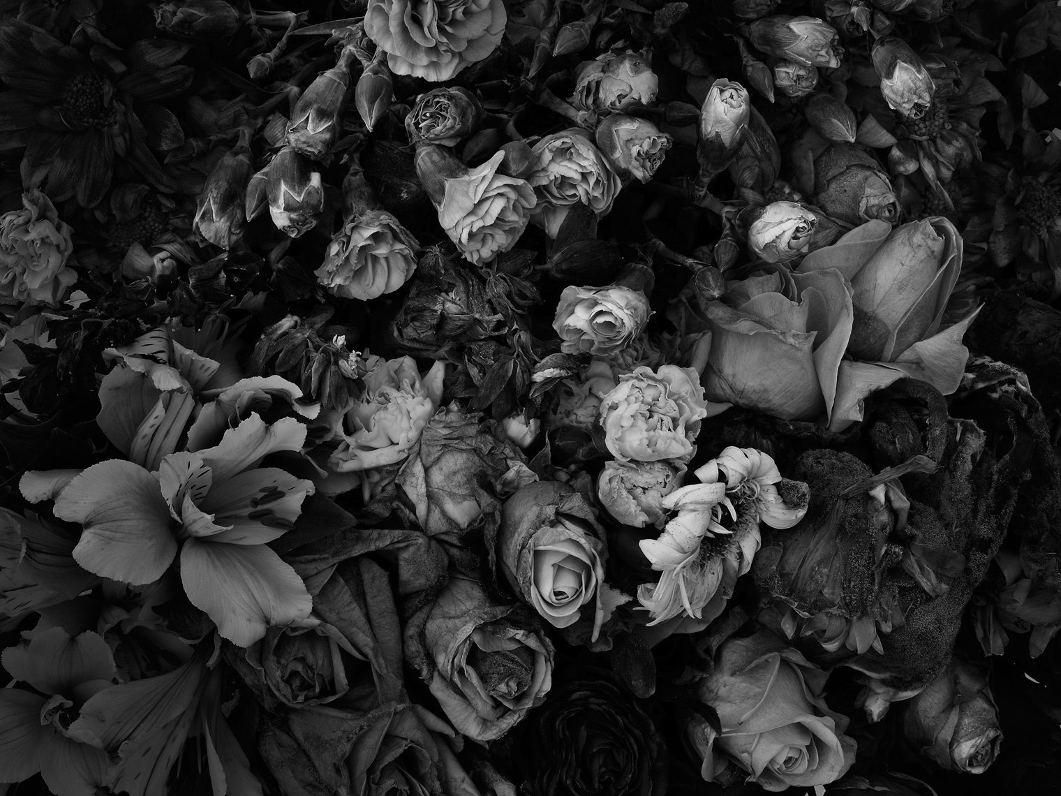 Grey Flowers // Photographer: Aki-Pekka Sinikoski
